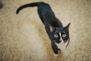 How diet supports cats with cancer
