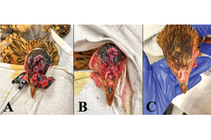 A look at common emergencies of backyard poultry