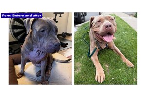 A regenerative approach to chronic skin disease in pets