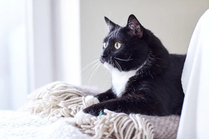 U.S. cat ownership trends, insights revealed in new report