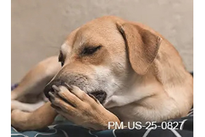 Fast Itch Relief for Canine Patients