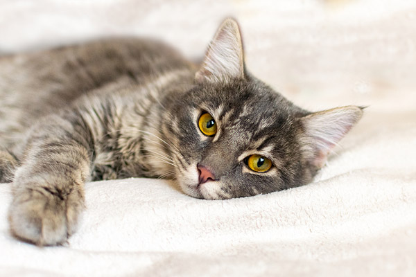 A clearer case for FIP