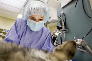 Small animal rotating internship at UC Davis returns